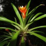 Guzmania lingulata পাতা