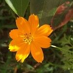 Cosmos sulphureus Blomst