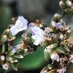 Limonium binervosum Flower