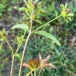 Bidens tripartita Blad