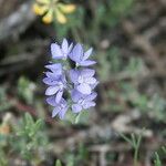 Veronica tenuifolia