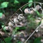 Cynoglossum virginianum Fruitua