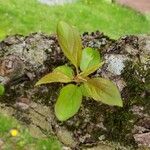 Malus × floribunda Leaf