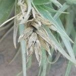 Tillandsia aeranthos Fruit