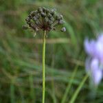 Allium angulosumFruit