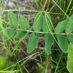 Astragalus cicer ഇല