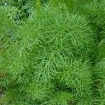 Seseli peucedanoides Flor