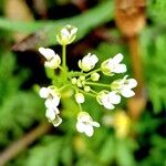 Thlaspi arvense Flower