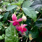 Fuchsia hybrida Blüte