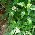 Pentas lanceolataΦύλλο