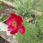 Paeonia tenuifolia Kvet