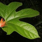 Gurania makoyana Hoja