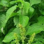 Ocimum gratissimum Ліст