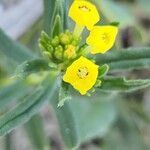 Arnebia decumbens Blomma