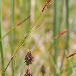 Carex magellanica Altro