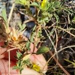 Ononis pusilla Hoja