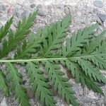 Tanacetum macrophyllum Листок