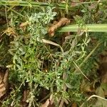 Galium palustre Blatt