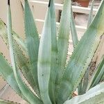 Agave tequilana Hostoa