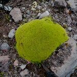 Azorella aretioides Hoja