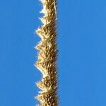 Phleum pratense 花