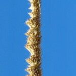 Phleum pratense Blomma