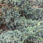 Juniperus squamata Leht