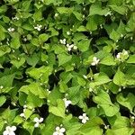 Houttuynia cordata ശീലം