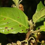 Sloanea faginea Fiore