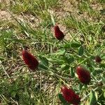 Trifolium incarnatumFlor