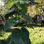 Morus alba Hoja