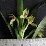 Maxillaria gomeziana Іншае