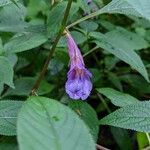 Impatiens arguta Flor