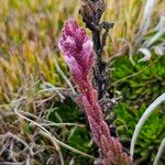 Neobartsia laniflora Virág