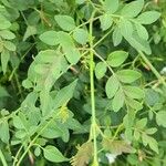 Jasminum grandiflorum Leaf