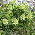 Sideritis hyssopifolia Flor