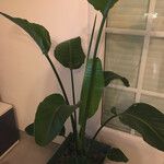 Strelitzia nicolai Hábito