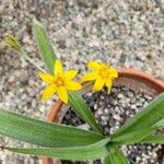 Hypoxis argentea 花