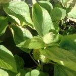 Acalypha aristata Hoja
