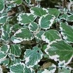 Coleus madagascariensis Leaf