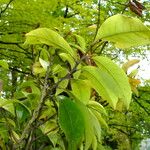 Magnolia figo Hoja