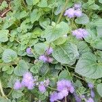 Ageratum houstonianumFiore