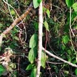 Paederia foetida Leaf