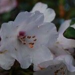 Rhododendron selense Blomst