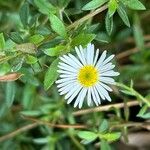 Erigeron karvinskianus Flower