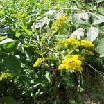 Solidago rugosaКвітка