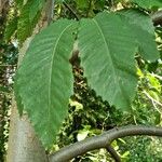 Castanea dentata Leaf