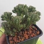 Euphorbia mammillaris Habit