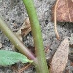 Portulaca oleracea Bark