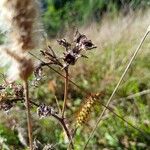 Setaria pumilaFlor